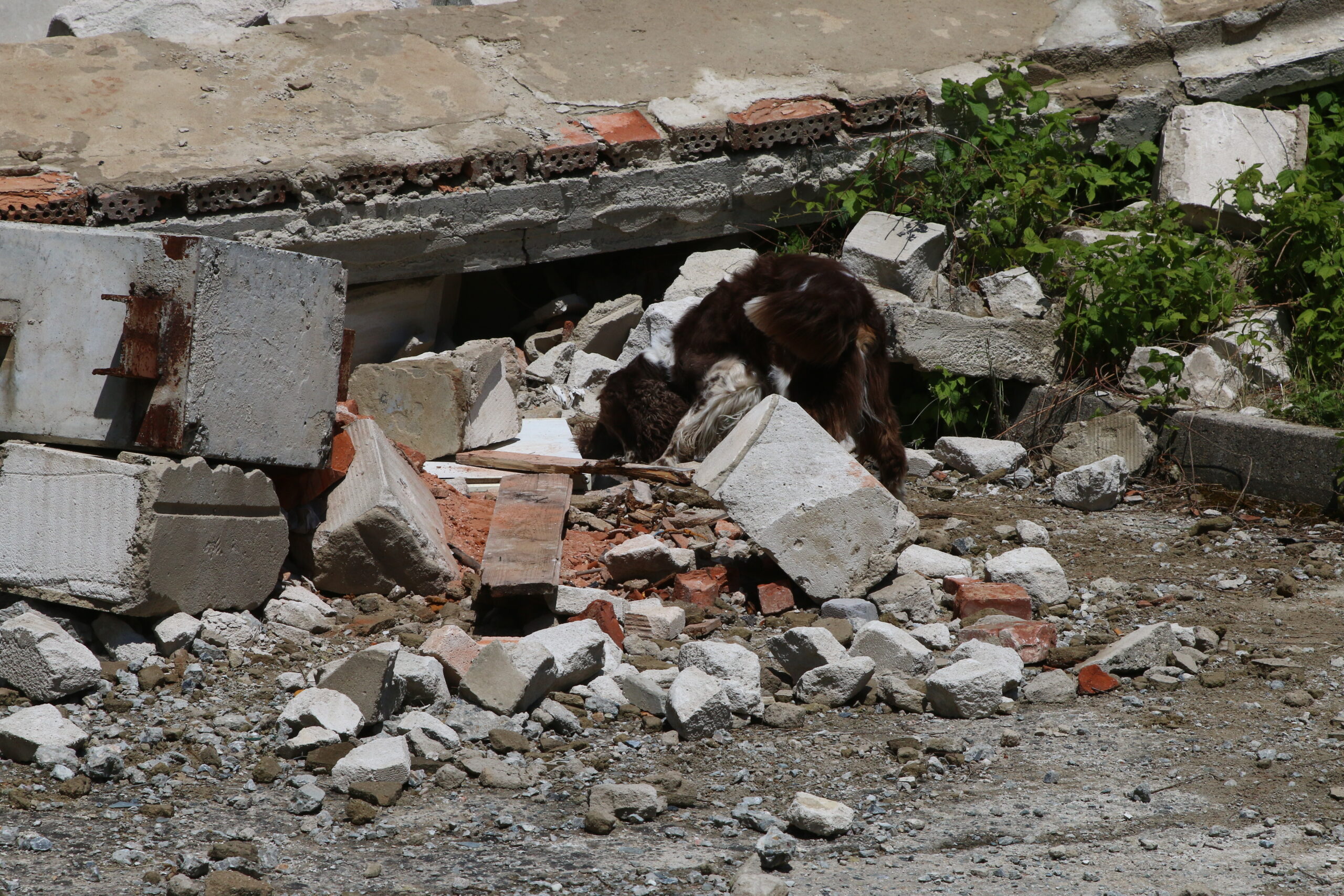 Ergon Brno 10.6.2017